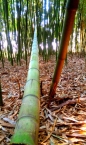 bambù - canne di bambù - bambu - bamboo - bambuseto